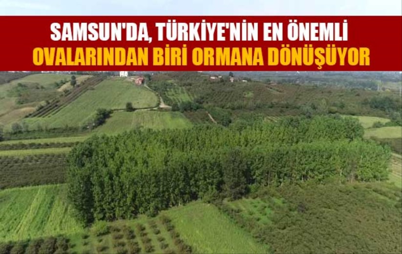 Samsun'da, Türkiye'nin en önemli ovalarından biri ormana dönüşüyor