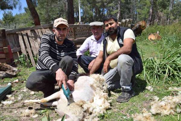 Koyun kırkma işinden günlük 2 bin TL kazanıyor - Antalya haber