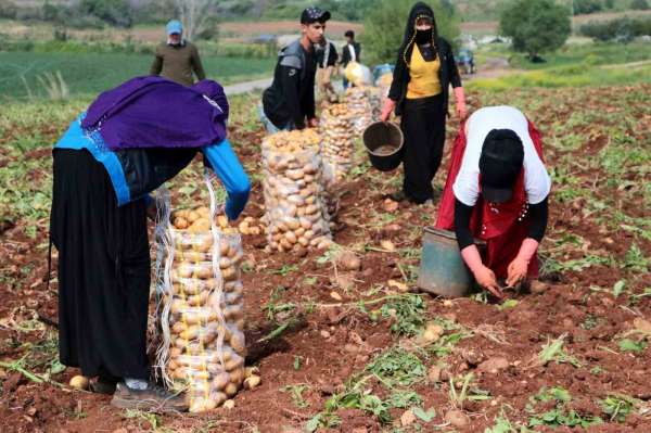 Adana'da turfanda patates hasadı başladı