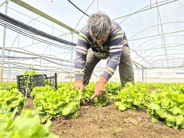 Tarlada ortalama 15 TL olan marul tezgahlarda 100 TL'ye satılıyor
