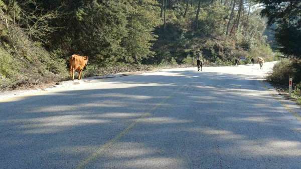 Yem fiyatları arttı, salma besicilik yeniden değer kazandı