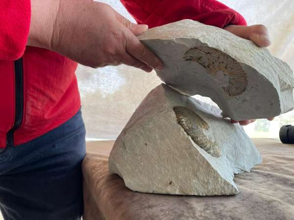 Ordu'da '65 milyon yıllık fosil bulundu' iddiası