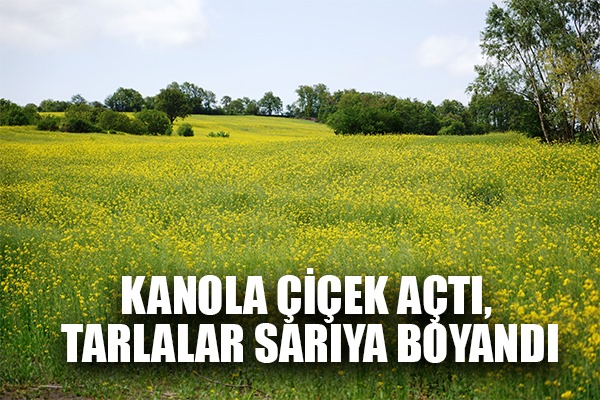 Kanola çiçek açtı, tarlalar sarıya boyandı