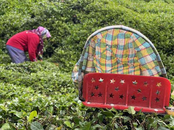 Doğu Karadeniz'de 2024 yılı yaş çay sezonu açıldı