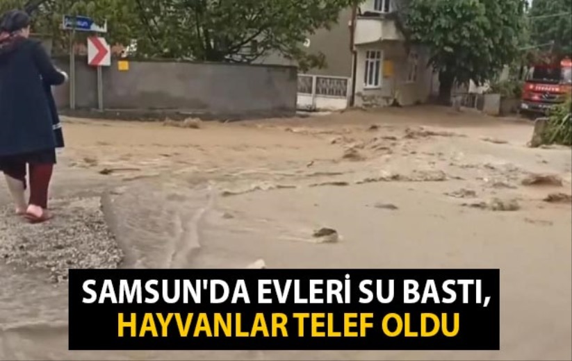 Samsun'da evleri su bastı, hayvanlar telef oldu