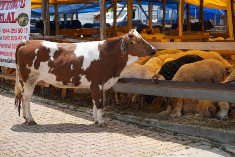 Samsun'da kurban pazarında yüzler gülüyor: Hayvanlar elde kalmadı