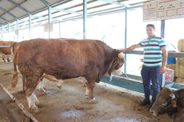 Denizli kurban pazarının en büyüğü tosun 310 bin TL'ye satıldı