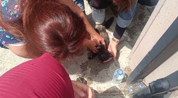 Kastamonu'da aracın çarptığı yavru kedi, üniversite öğrencilerinin kalp masajıyla hayata döndü