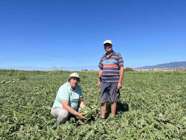 Edremit'te kabağa aşılı karpuzlar rağbet görmedi