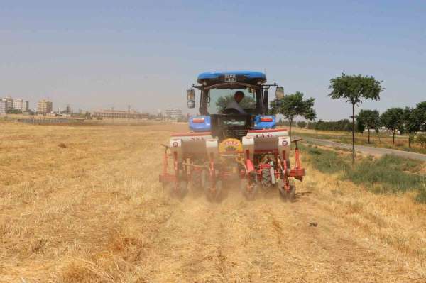 Şanlıurfa'da anıza doğrudan mısır ekildi