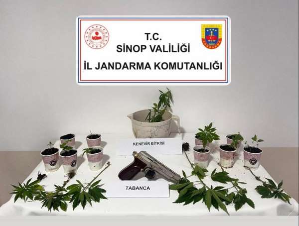 Sinop'ta jandarmadan kenevir operasyonu: 4 şüpheliye adli işlem