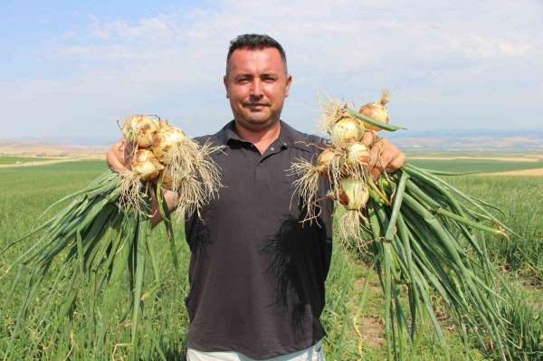Amasya'da soğan bir bardak çaydan bile ucuz