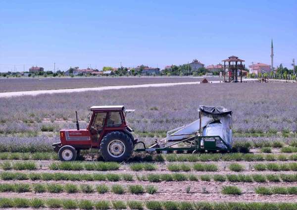 Karatay Lavanta Bahçeleri'nde hasat zamanı