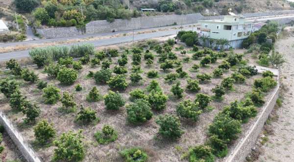 Alanya'da erkenci Clifton cinsi avokado hasadı başladı