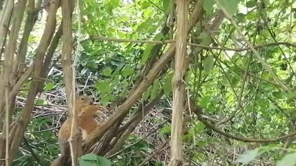 Davetsiz misafire böyle seslendi: 'Sincap kardeş ekmeğimi niye çaldın'