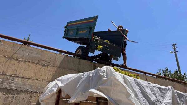 Sarıgöl'de çıkma üzüm 16 TL'ye yükseldi