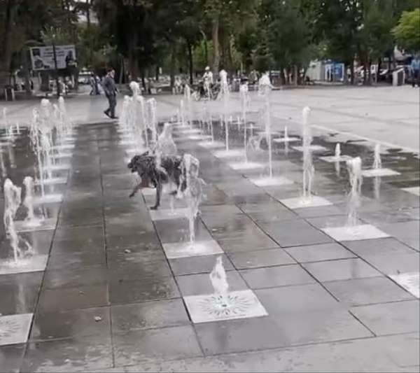 Tokat'ta sıcaklardan bunalan köpek süs fıskiyesinde serinledi