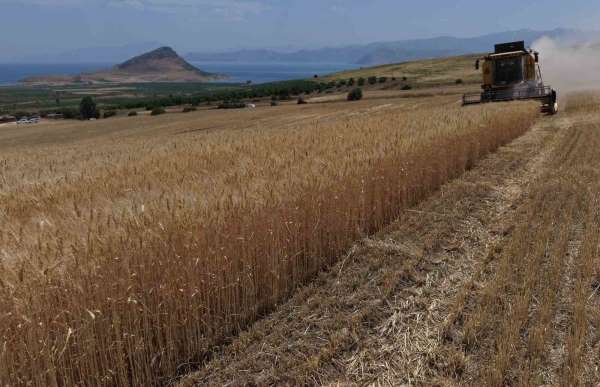 Bitlis'te altın başaklar biçiliyor