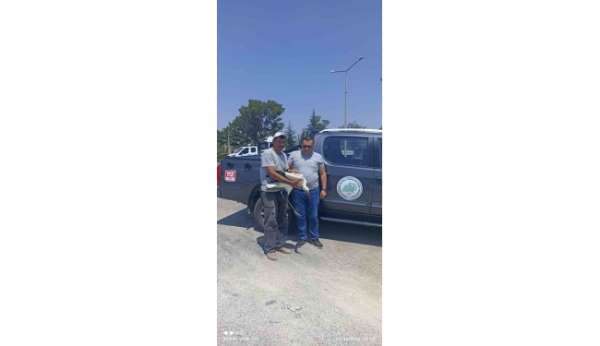 Yaralı leylek koruma altına alındı