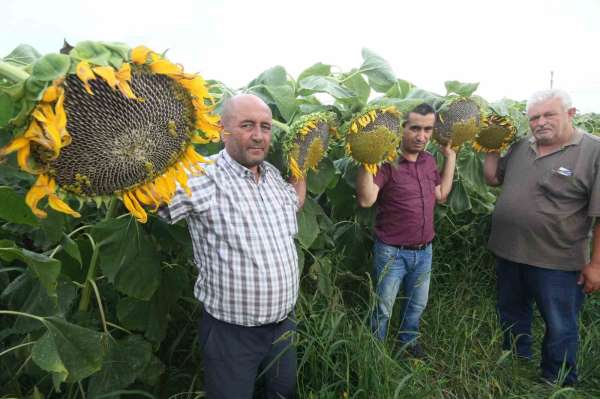 Ay çekirdei çiftçinin yüzünü güldürecek