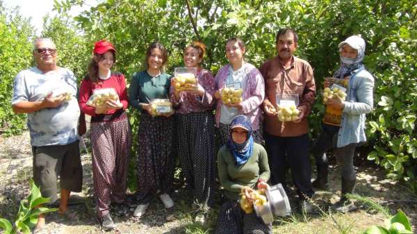 Mersin'de tropikal meyve guavanın hasadına başlandı