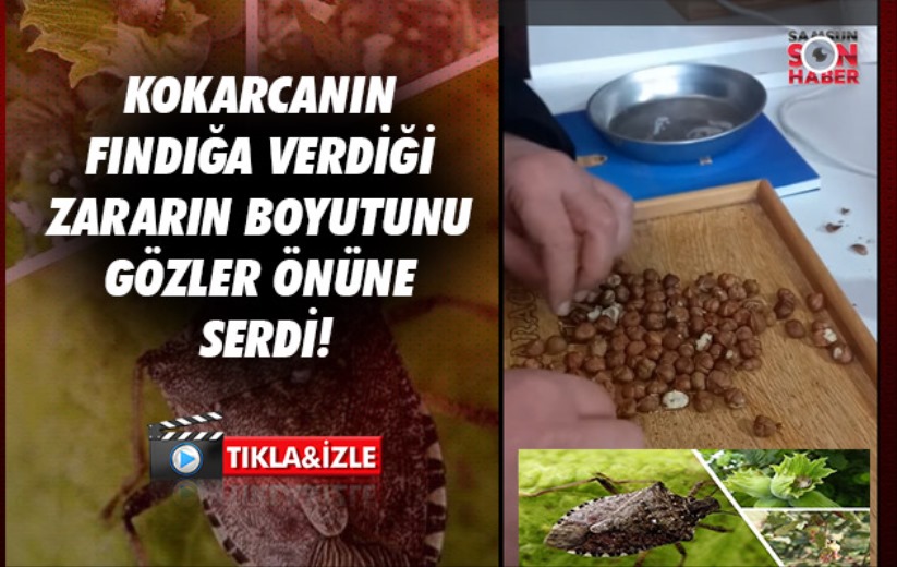 Kokarcanın fındığa verdiği zararın boyutunu gözler önüne serdi!