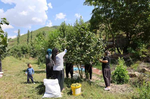 Karadeniz'den aldığı fındık fidesini Adana'da ekti, şimdi hasat ediyor