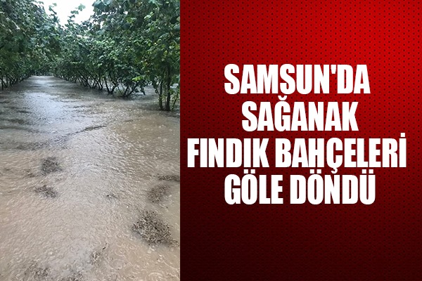 Samsun'da sağanak: Fındık bahçeleri göle döndü