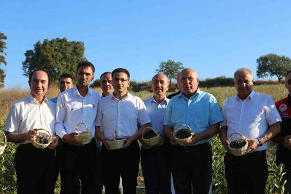 Gönen'de 2. aronya hasadı yapıldı