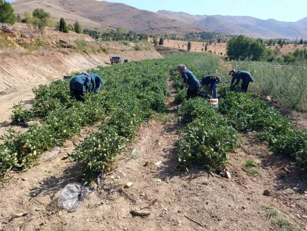 Malatya'da Kadın Kooperatifinden organik domates hasadı