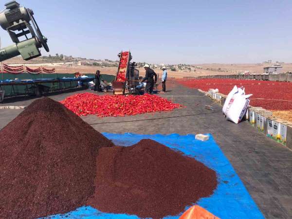 Şanlıurfa'da isotun 'acı' serüveni başladı