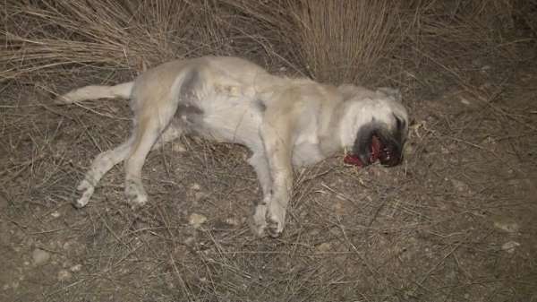 Başkentte 'iki köpek zehirli sosislerle öldürüldü' iddiası