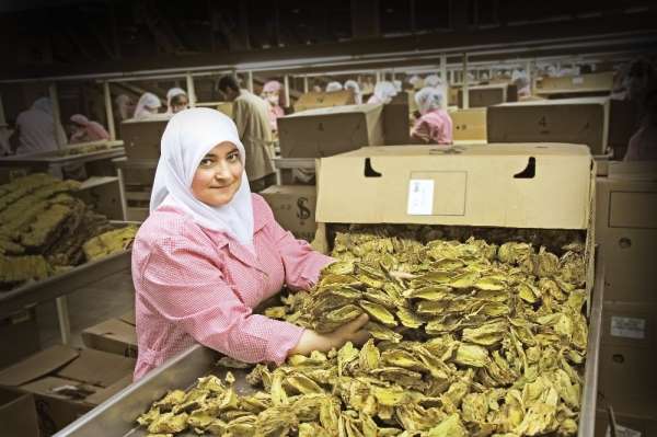 Kuru meyve sezonu açıldı, ihracatı üç haneli rakamlara ulaştı