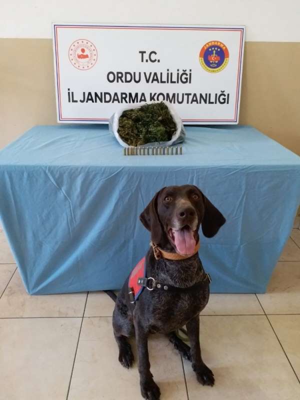 Ordu'da uyuşturucuya aman yok