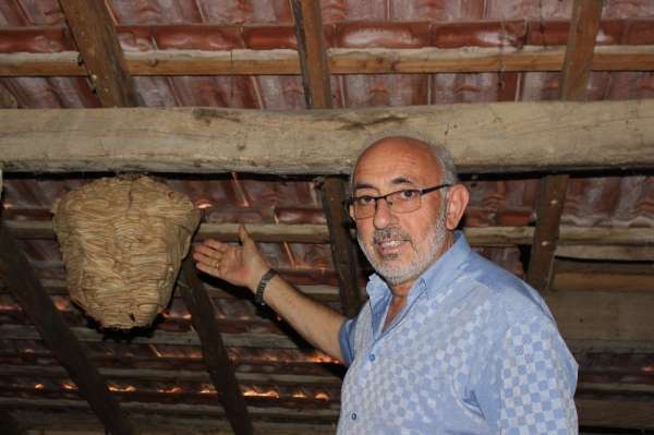 Sinop'ta yaban arılarının evin çatısında yaptığı yuva şaşırttı