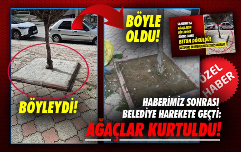 Haberimiz sonrası belediye harekete geçti: Ağaçlar kurtuldu!