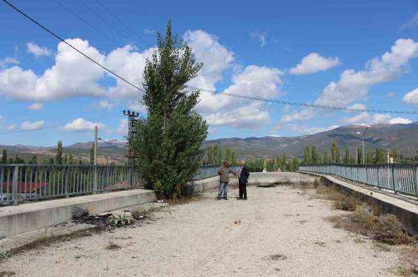 Amasya'da 16 yıldır tamamlanamayan üstgeçitte ağaçlar bitti