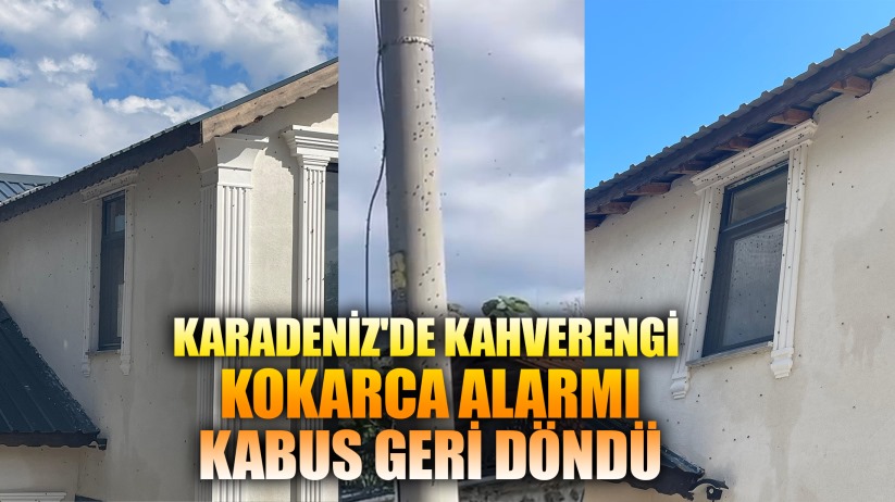 Karadeniz'de Kahverengi Kokarca Alarmı: Kabus Geri Döndü
