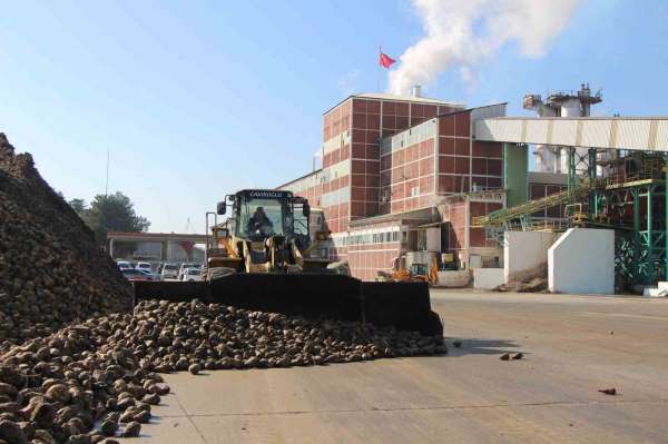 Amasya'da zirai don ve kuraklık şeker pancarını vurdu: 10 bin dekarlık alanda üretim yapılamadı