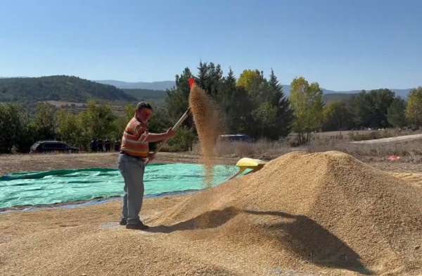 Sinop, çeltik üretiminde Türkiye'de 6'ncı sırada