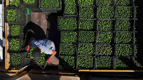 Yeşil Bodrum Mandalini Türkiye'nin dört bir yanına ulaşıyor