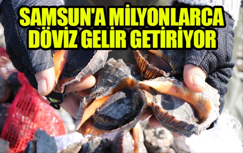 Hayvansal ürünler Samsun'a milyonlarca döviz gelir getiriyor