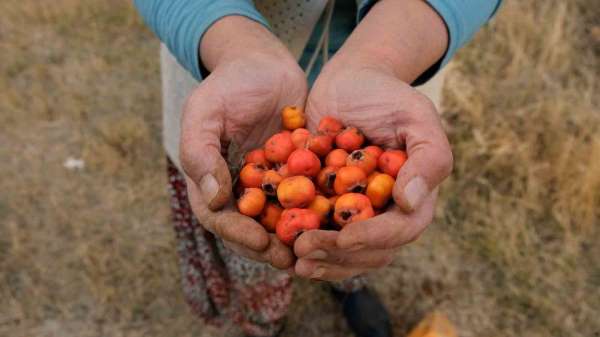 Tatvan'da alıç hasadı