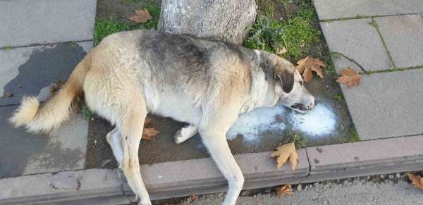 Amasya'da şehrin göbeğinde köpek ve kediler ölü bulundu