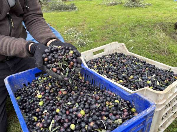 Orta Sakarya Vadisi'ndeki mikroklima etkisine sahip Osmaneli'nde zeytinler hasat sona erdi