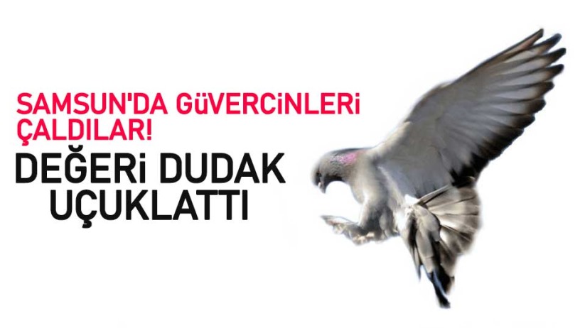 Samsun'da güvercinleri çaldılar! Değeri dudak uçuklattı