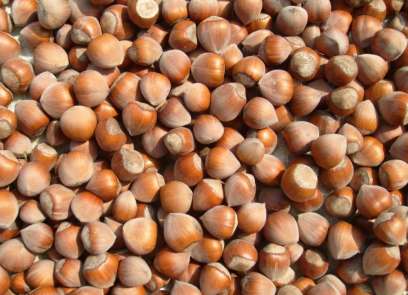 7 ayda 189 bin ton fındık ihraç edildi