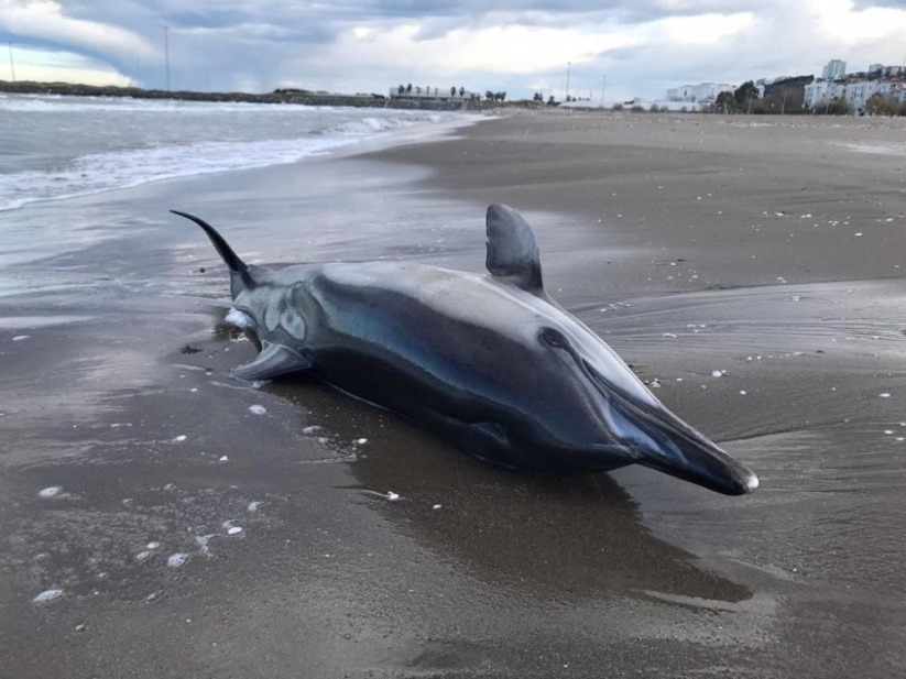 Samsun'da ölü yunus karaya vurdu
