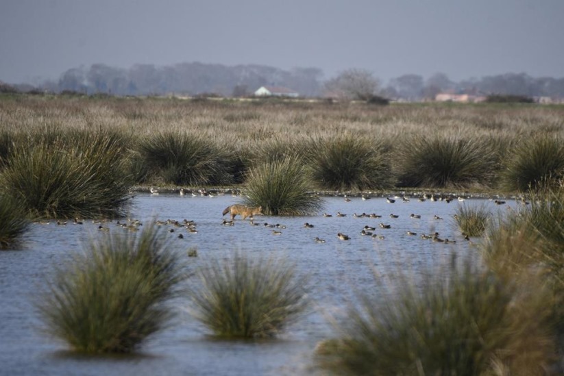 Samsun'da Kızılırmak Deltası'nda kuğularla görsel şölen