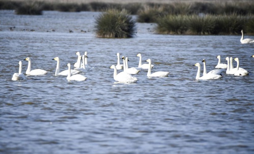 Samsun'da Kızılırmak Deltası'nda kuğularla görsel şölen